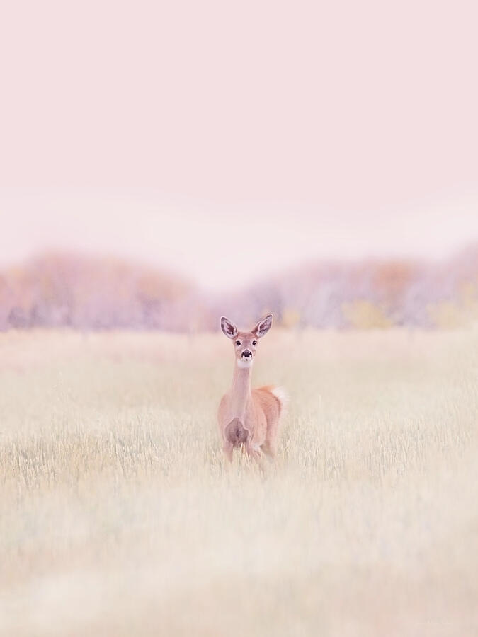 Little Deer in the Meadow Photograph by Jennie Marie Schell