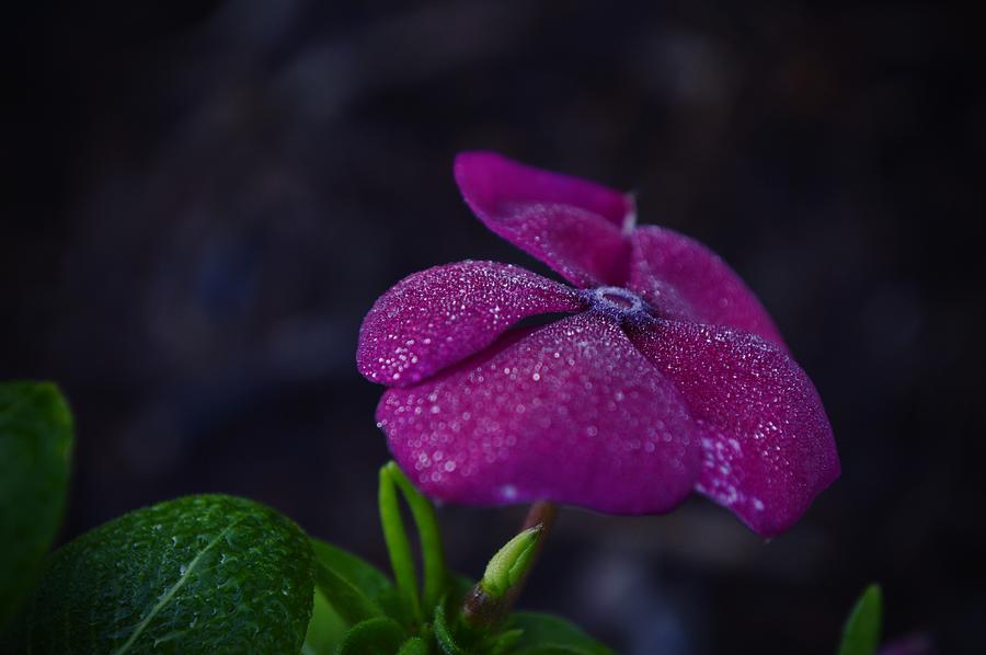 Little Dew Bubbles on Pink Periwinkle Flower Photograph by Gaby Ethington