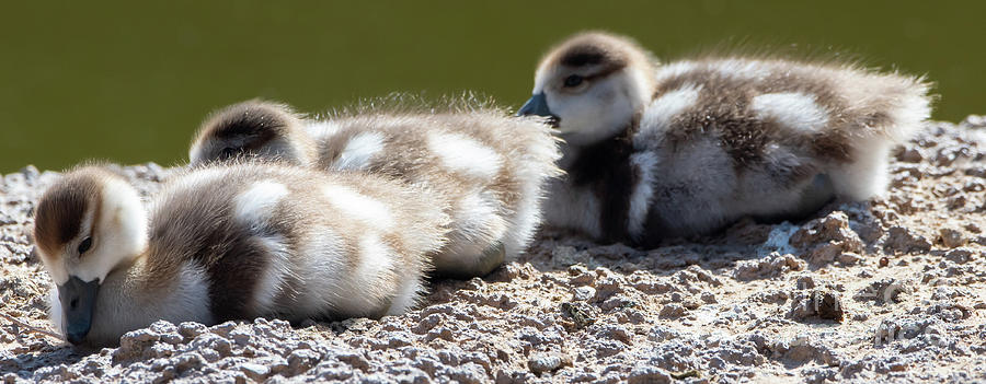 Little Ducklings Photograph by Nick Boren