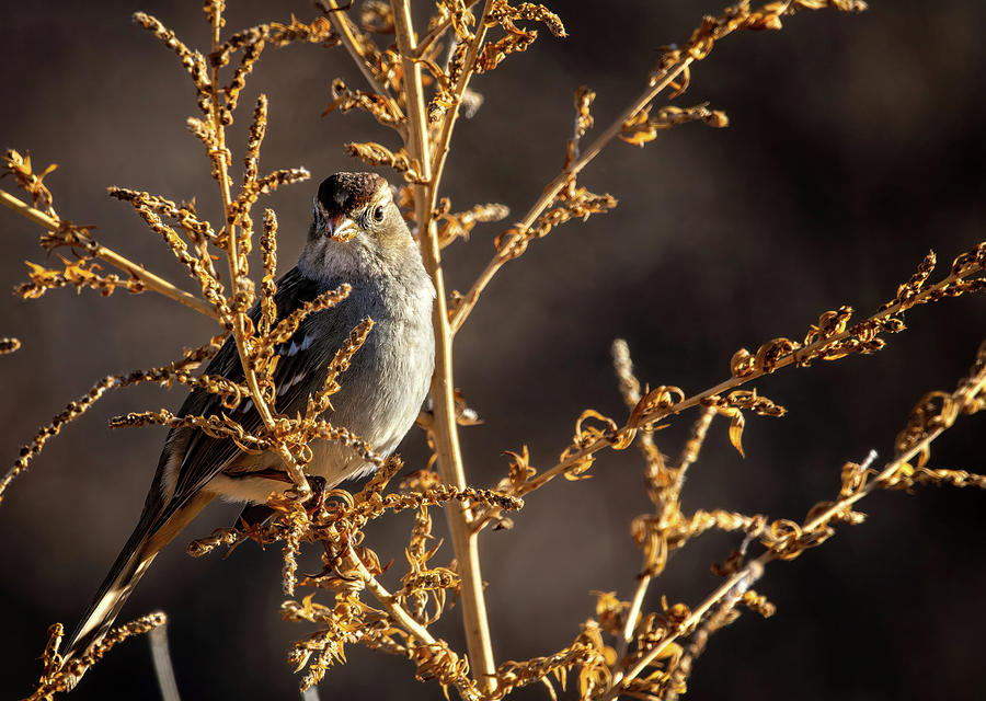 Little Dunnock Bird Photograph by Rebecca Herranen