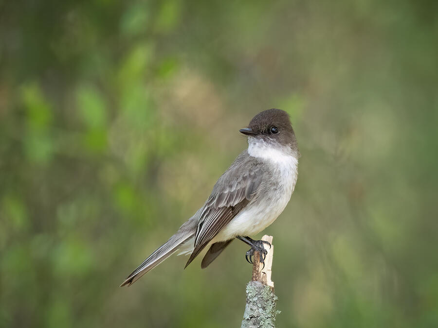Little Eastern Phoebe Perching Photograph by Kristia Adams Little Eastern Phoebe Perching Photograph by Kristia Adams