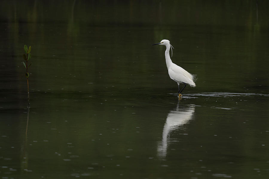 Birds Photograph - Little Egret And Mangrove In Light Rain by Doug Herr Birds Photograph - Little Egret And Mangrove In Light Rain by Doug Herr
