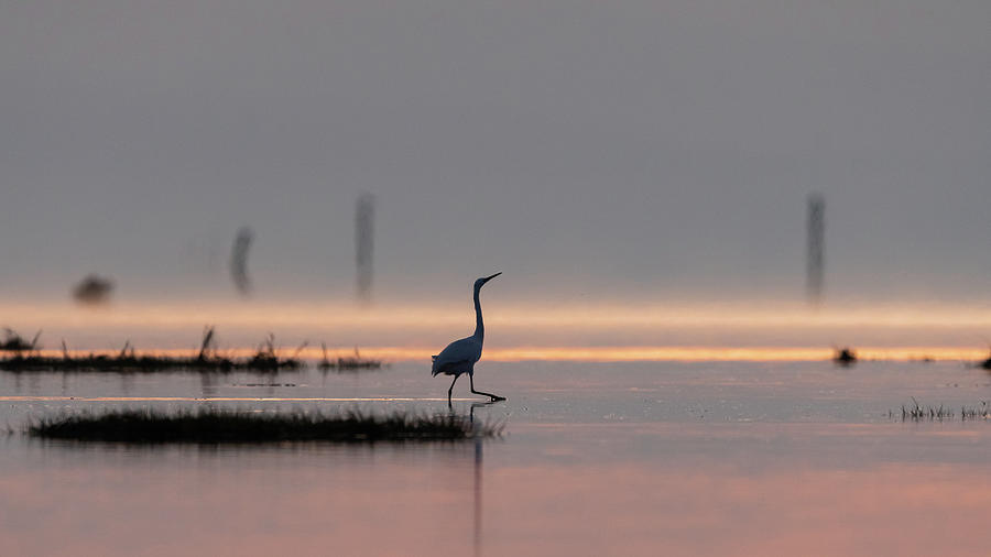 Nature Photograph - Little egret walking in the water during sunrise by Stefan Rotter