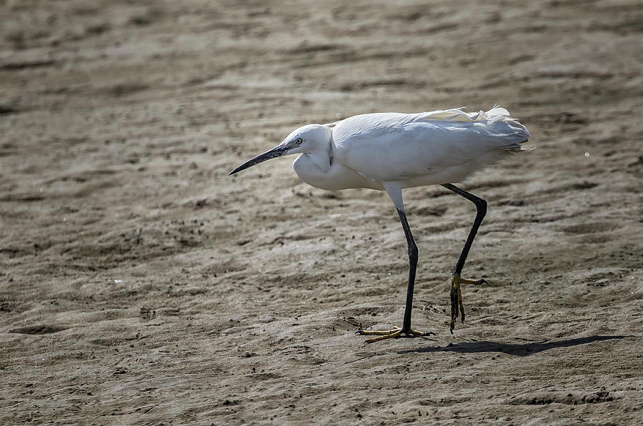 Little Egret, Walvis Bay Day, No. 2 by Belinda Greb Little Egret, Walvis Bay Day, No. 2 by Belinda Greb