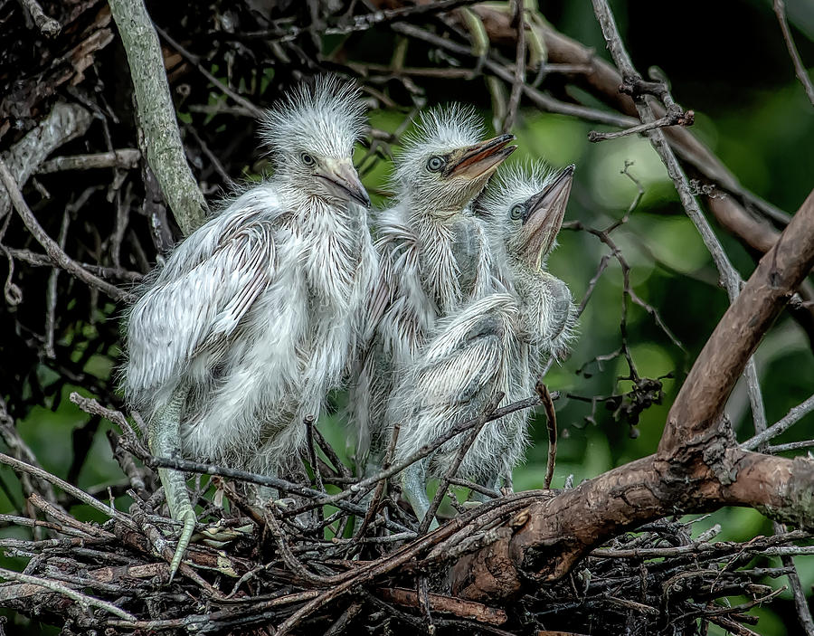 Little Egrets Photograph by Wade Aiken