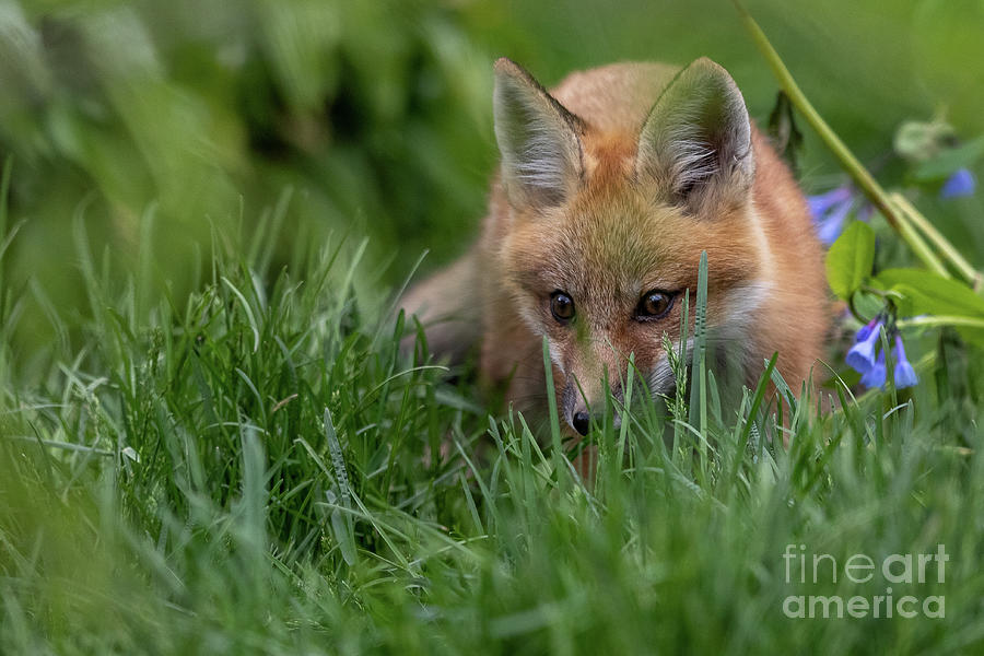 Little explorer Photograph by Rudy Viereckl Little explorer Photograph by Rudy Viereckl