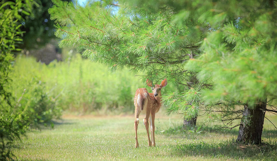 Little Fawn Big Ears Photograph by Carrie Ann Grippo-Pike