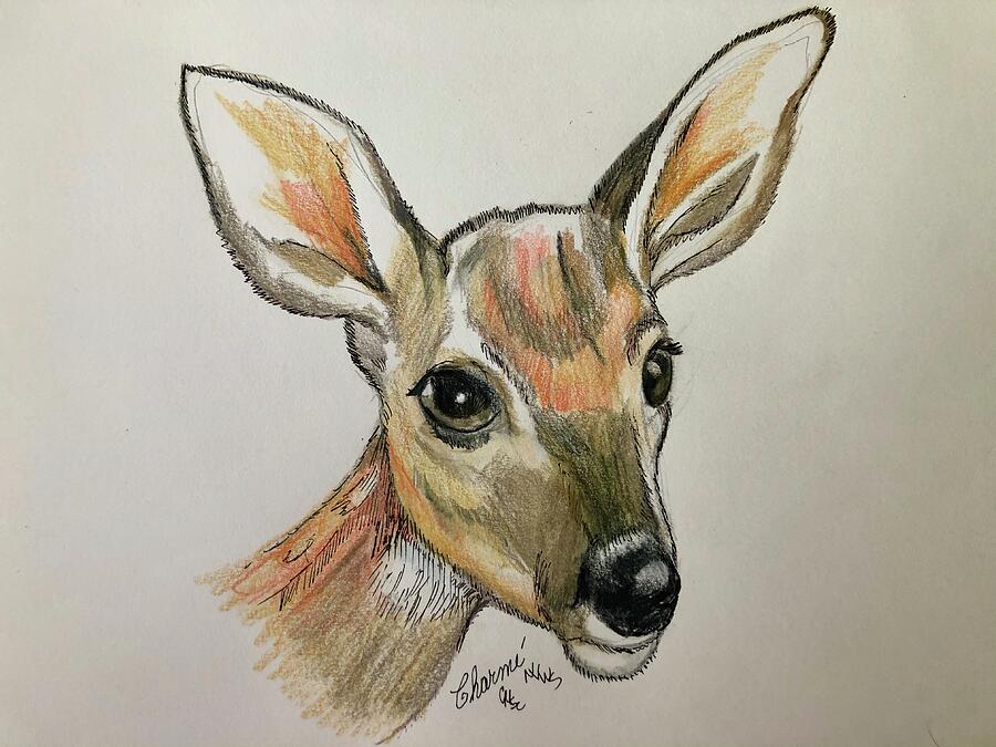 Little Fawn Drawing by Charme Curtin Pixels