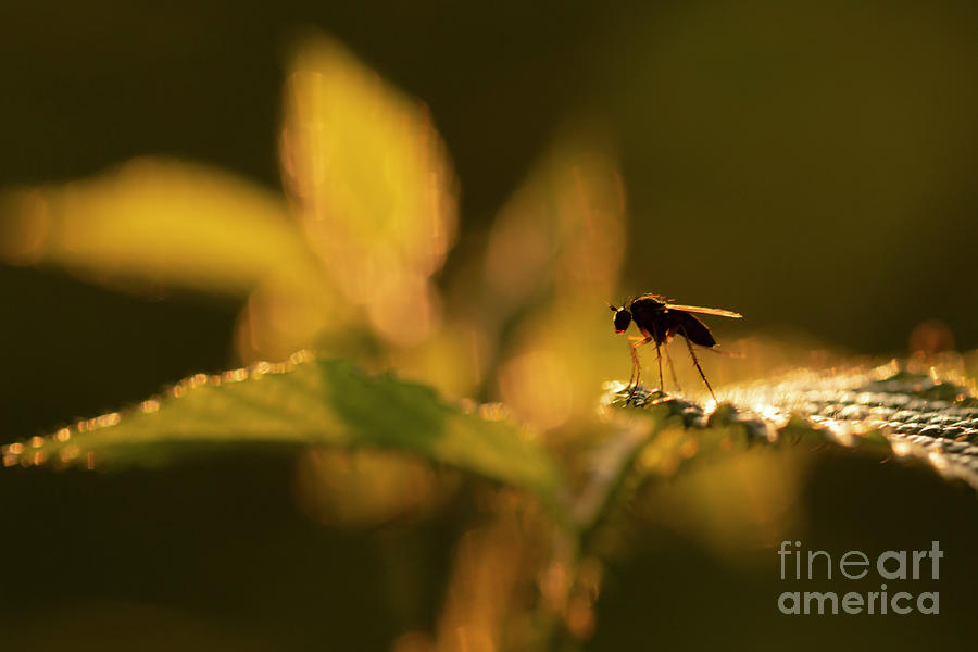 Little fly Photograph by Ang El