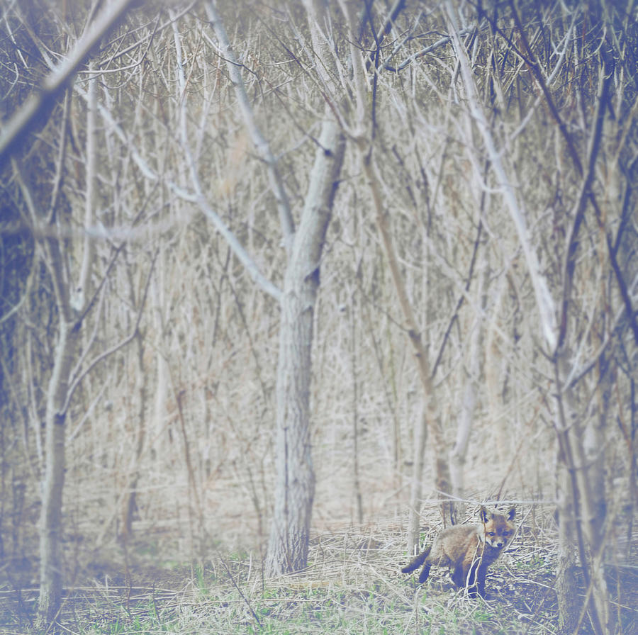 Nature Photograph - Little Fox in the Woods 2 by Carrie Ann Grippo-Pike