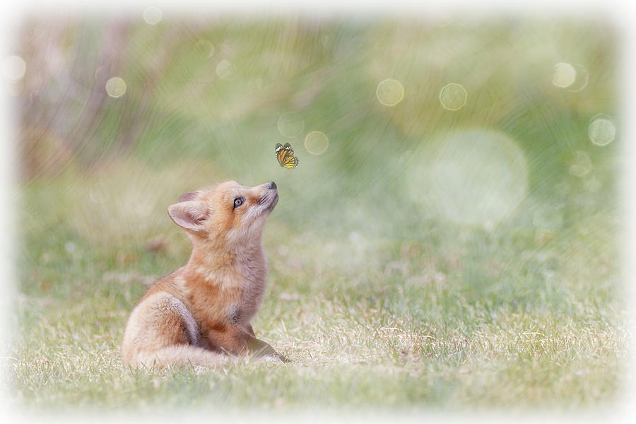 Little Fox with Butterfly Photograph by Patti Deters