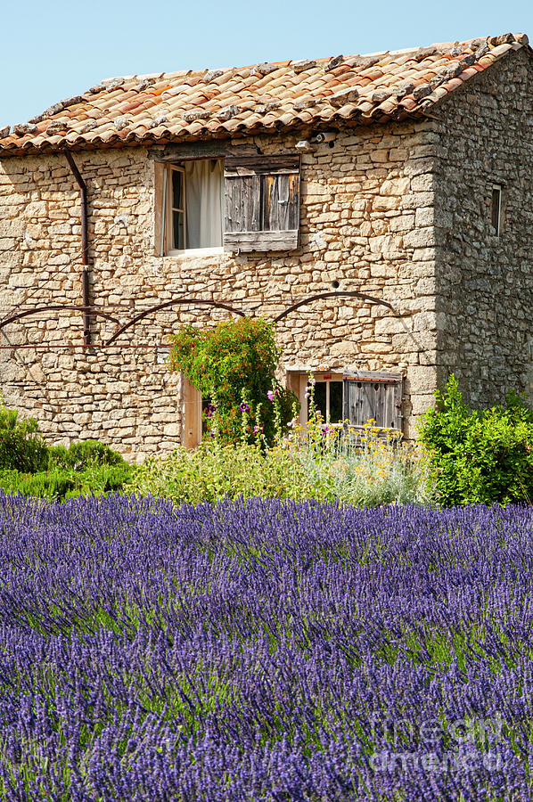 Little French Farmhouse on a Lavender Farm Photograph by Bob Phillips