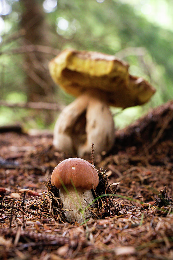 Little friend Xerocomus subtomentosus grows next to the larger and older brown and yellow boletus. The squirrel is under the protection of the elderly. Mushroom family in the spruce forest Photograph by Vaclav Sonnek