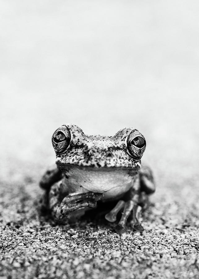 Wildlife Photograph - Pondering Frog Too BW by Laura Fasulo