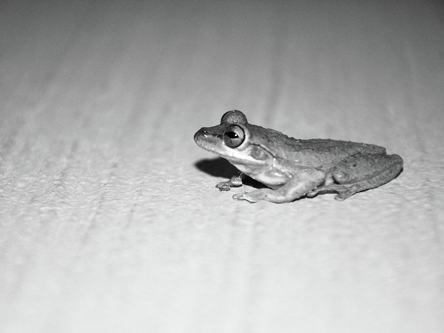 Little Frog On A Barrier Black And White Photograph by Christopher Mercer