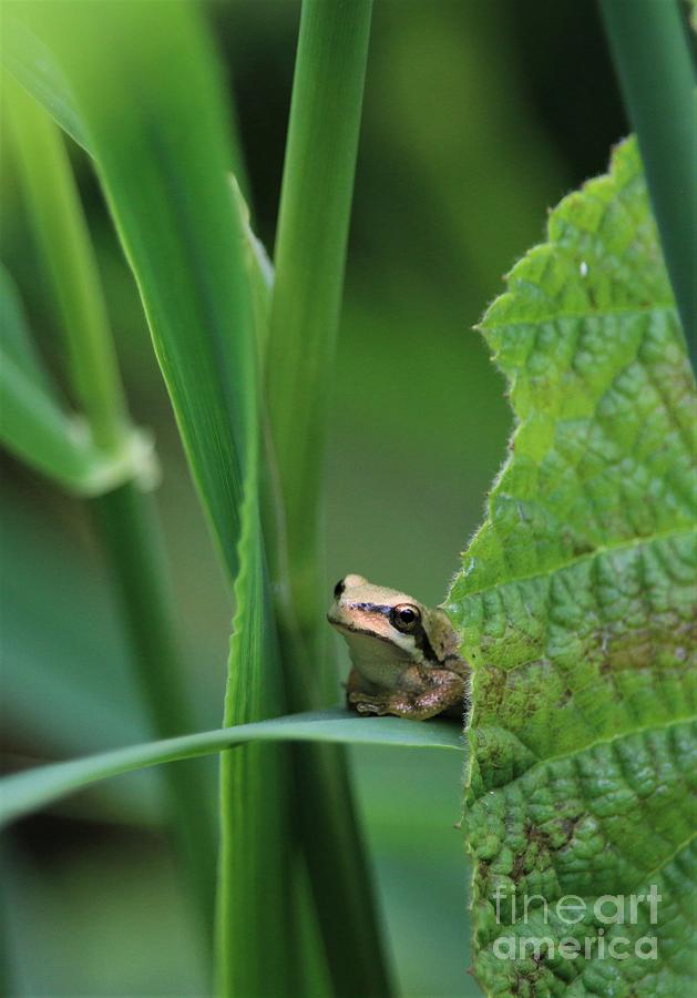Little Frog on Blade of Grass Photograph by Nick Gustafson