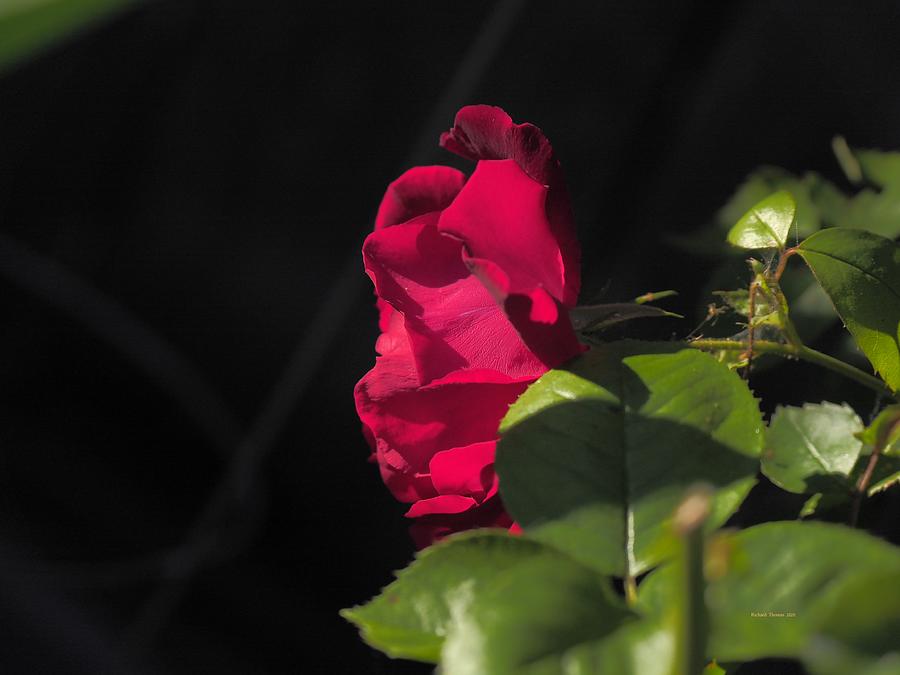 Little Garden Rose Photograph