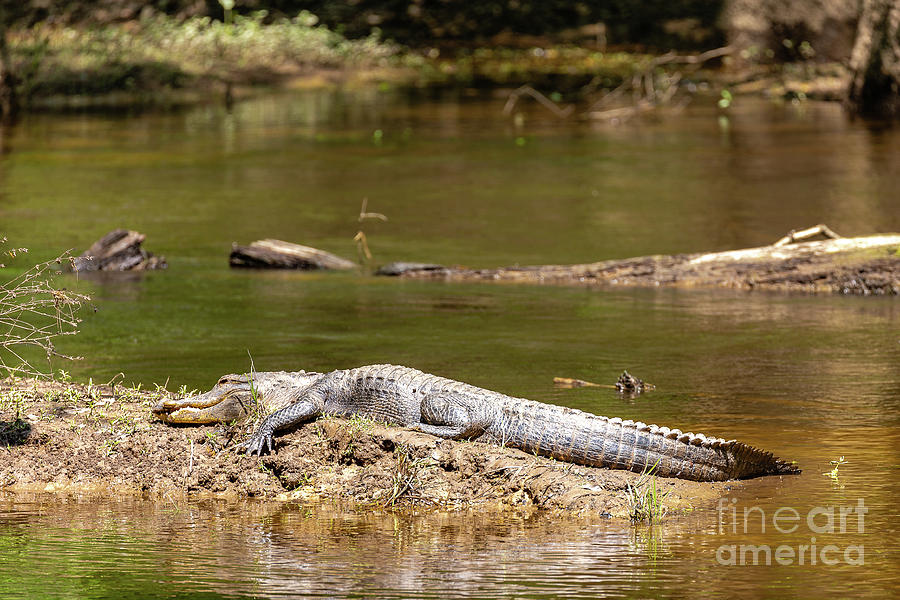 Little Gator - Congaree Creek Photograph by Charles Hite