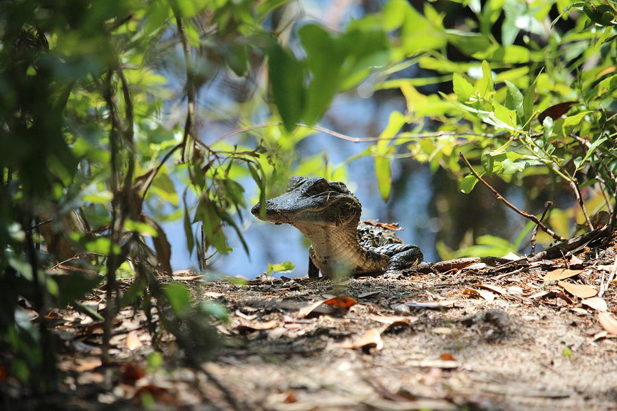 Little Gator Peeping Out Photograph by Cynthia Guinn