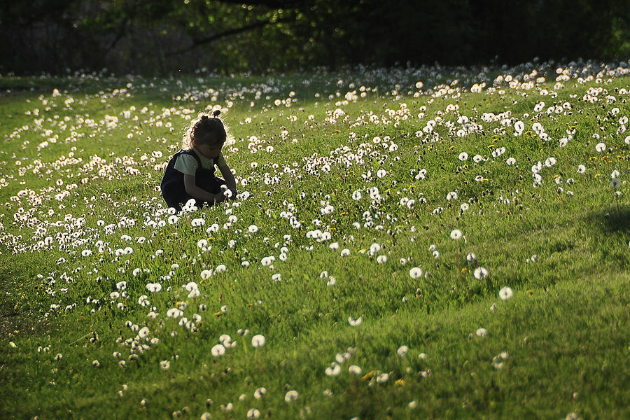 Little Girl in Dandelion Field Photograph by Louise Tanguay