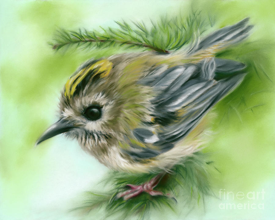 Little Goldcrest Bird on an Evergreen Branch Painting by MM Anderson
