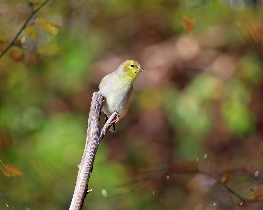 Little Goldfinch Photograph by Laura Vilandre