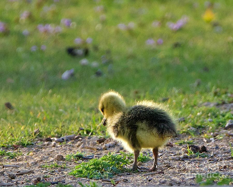 Little Gosling, Big World Photograph by Yvonne M Smith
