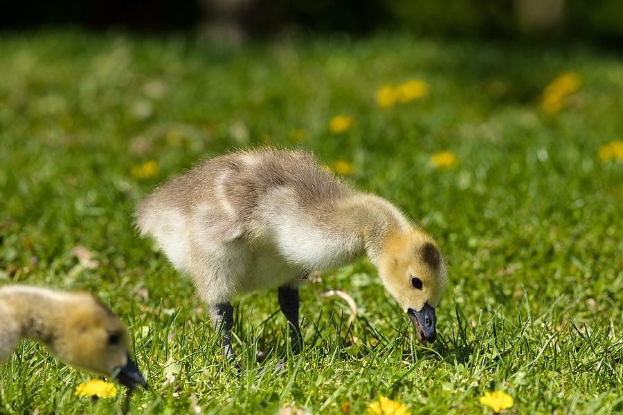 Little Gosling Photograph by Lynn Hopwood - Fine Art America