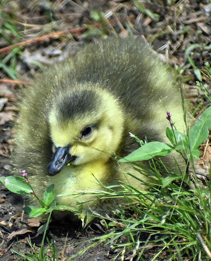 Little Gosling Photograph by Roberta Byram Little Gosling Photograph by Roberta Byram