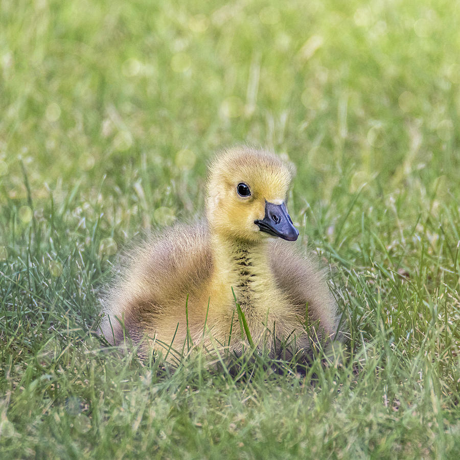 Little Gosling Up Close Photograph by Patti Deters