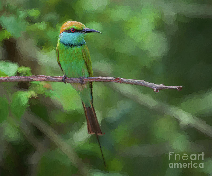 Little Green Bee-eater Digital Art by Liz Leyden
