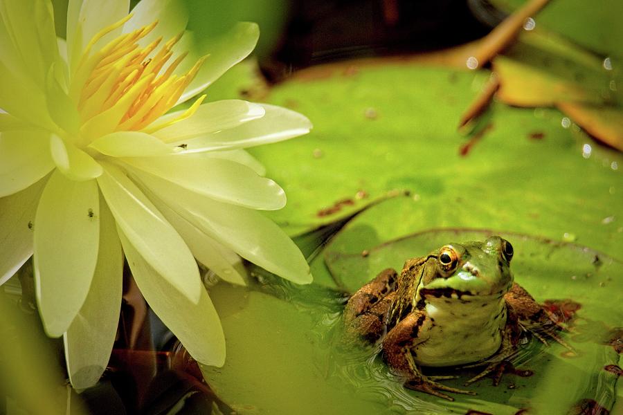 Lily Photograph - Little green frog on lily pad and lotus flower  by Geraldine Scull