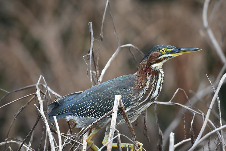 Little Green Heron Hiding Photograph by Jerry Griffin
