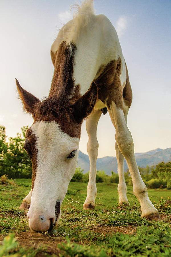 Little Horse On Grass Photograph