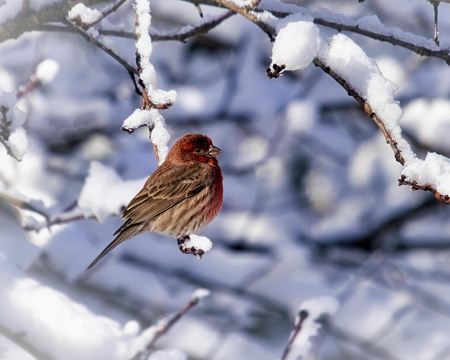 Little House Finch In the Snow Photograph by Laura Vilandre