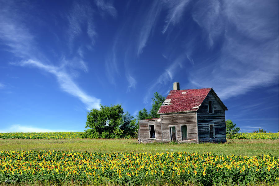 Little House on the Blooming Prairie - abandoned farm homestead in sunflower field Photograph by Peter Herman