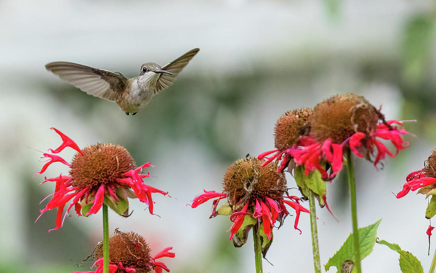 Little Hummingbird and Bee Balm Flowers Photograph by Rachel Morrison