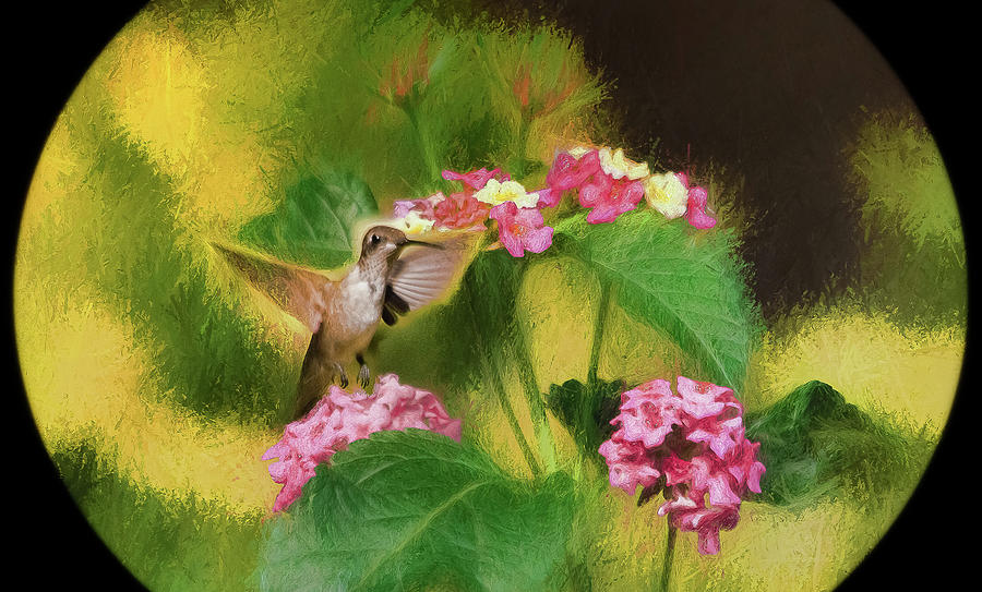 Little Hummingbird Photograph by Ola Allen