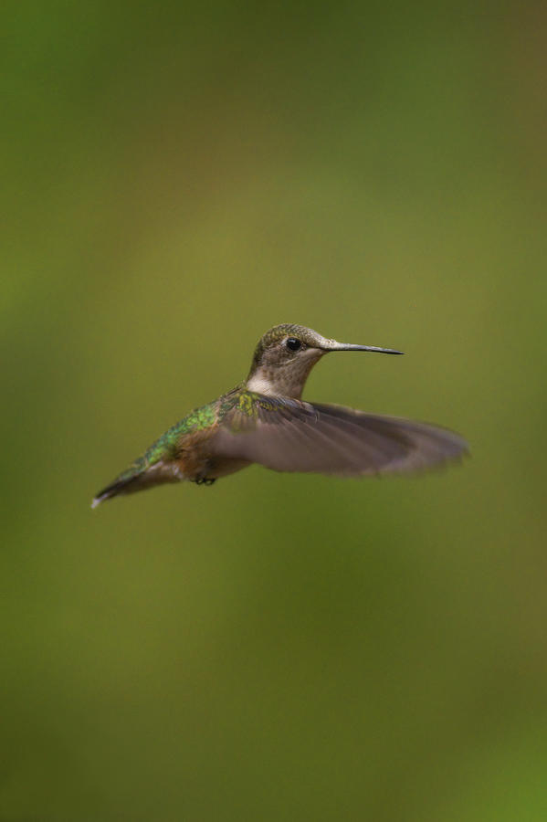 Little Hummingbird Photograph by Robert J Wagner