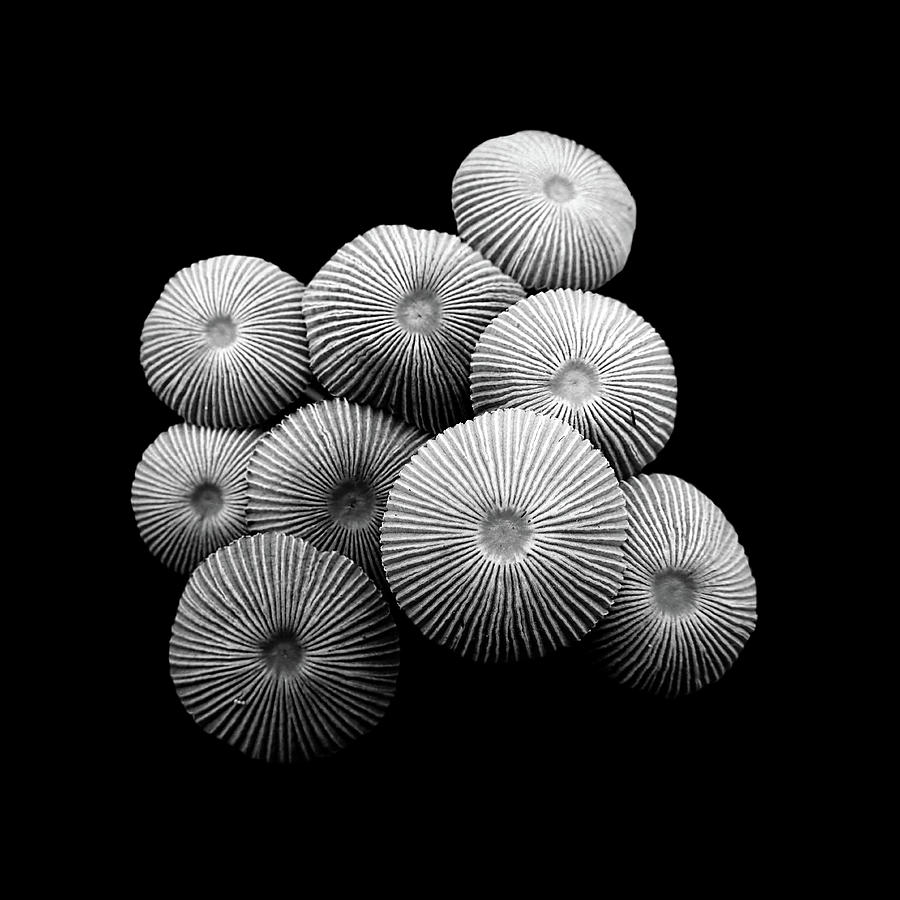 Little Japanese Umbrella Mushrooms Photograph by Denise Beverly