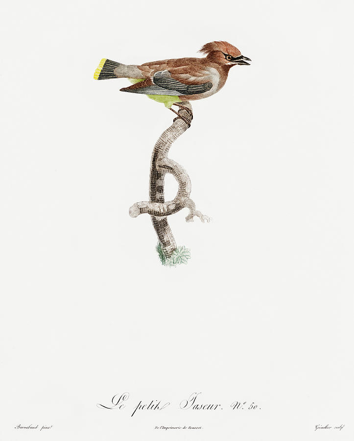 Jacques Barraband Digital Art - Little Jay - Vintage Bird Illustration - Birds Of Paradise - Jacques Barraband - Ornithology by Studio Grafiikka