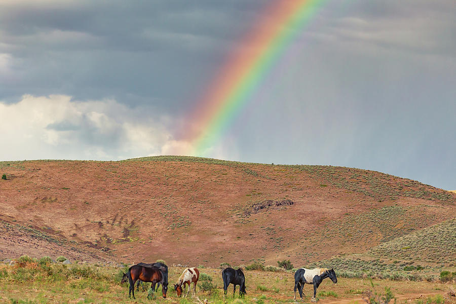 Little Joe and Rainbow Photograph by Marc Crumpler