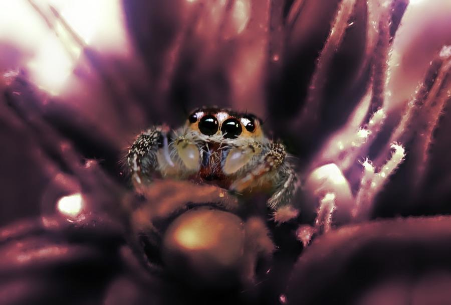 Little Jumping Spider Photograph by Ally White