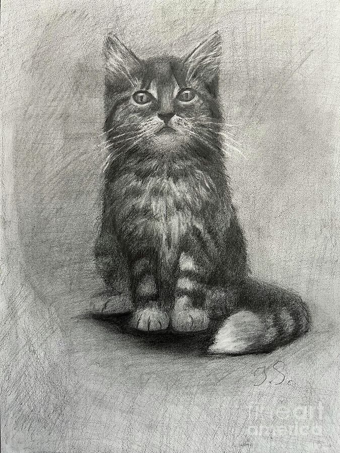 Cat Drawing - Little Kitten by Julia Strittmatter