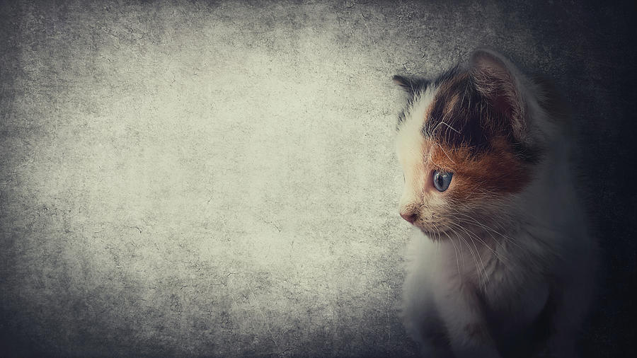 Little Kitty Photograph