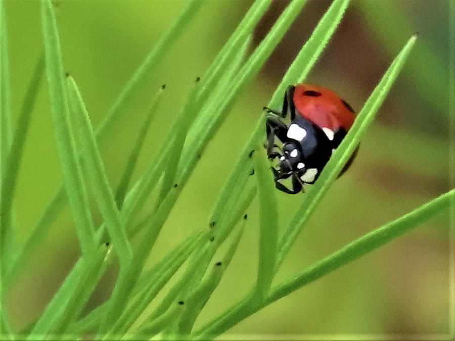 Little Ladybug in Autumn Photograph by Linda Stern