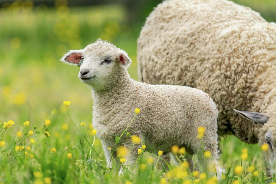 Little Lamb in April Photograph by Rachel Morrison