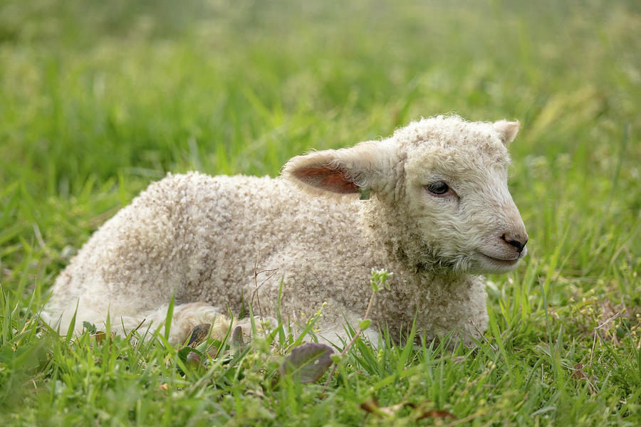 Little Lamb Photograph by Rachel Morrison - Fine Art America