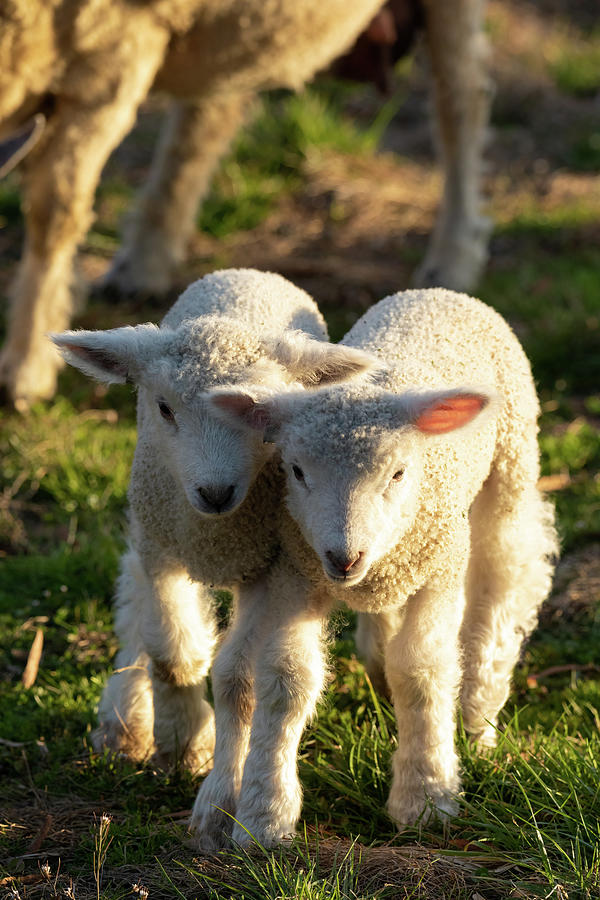 Little Lambs Photograph
