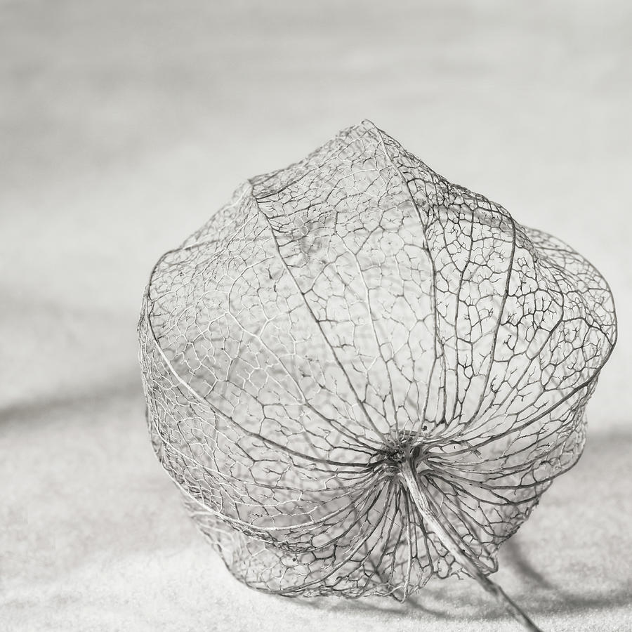 Chinese lantern skeleton Photograph by Hanneke Luit - Fine Art America